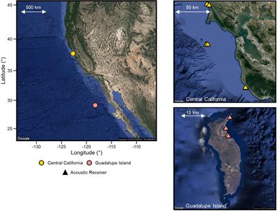 Connectivity between white shark populations off Central California, USA and Guadalupe Island, Mexico
